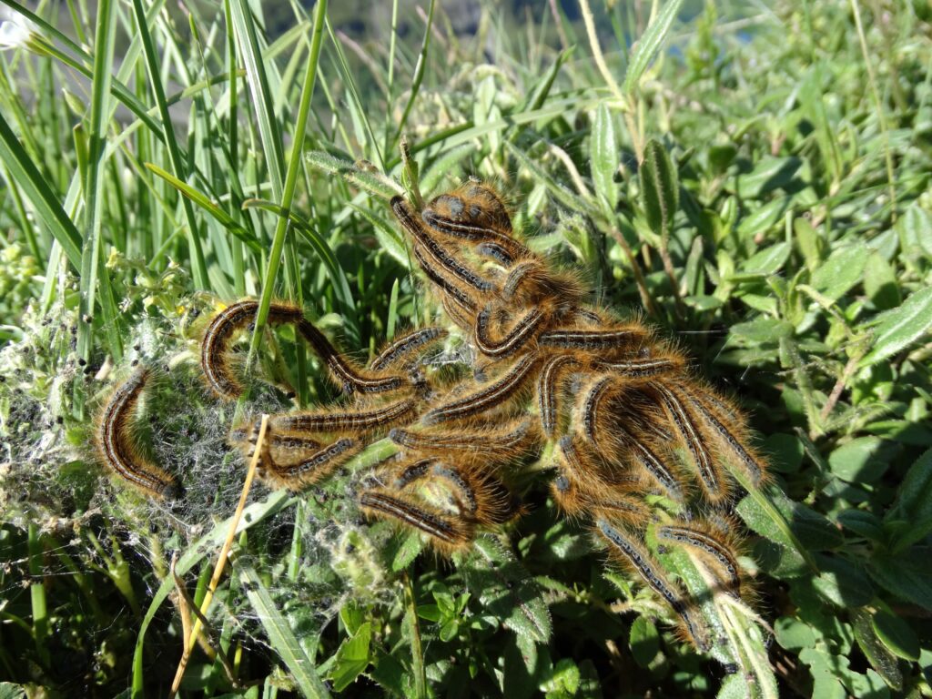 24/7 ongediertebestrijding!