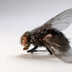 24/7 ongediertebestrijding!